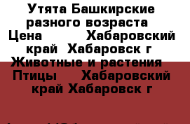 Утята Башкирские разного возраста › Цена ­ 200 - Хабаровский край, Хабаровск г. Животные и растения » Птицы   . Хабаровский край,Хабаровск г.